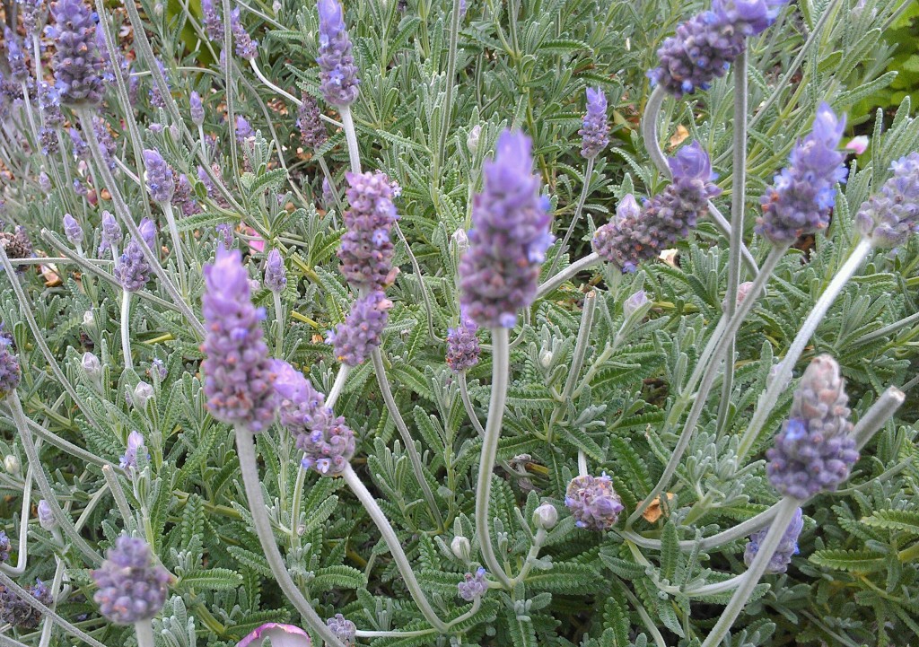 Lavender essential oil, which is steam distilled from lavender buds, is a great addition to natural body scrubs because it is especially soothing and healing for the skin.