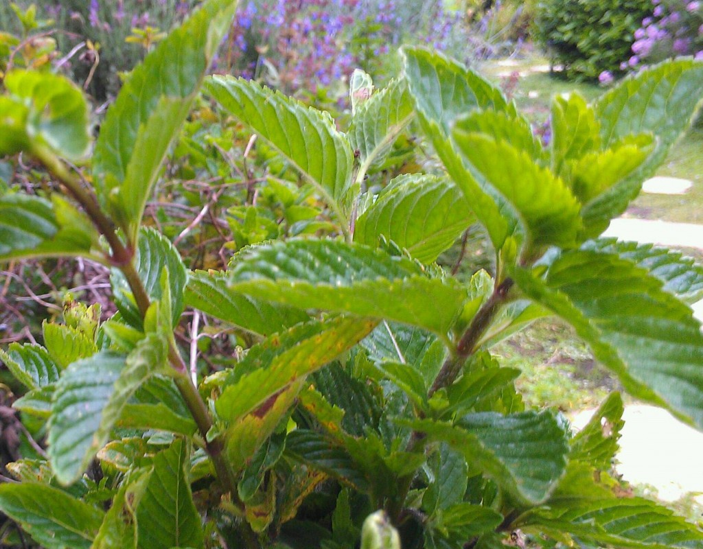 Peppermint Plant in Garden